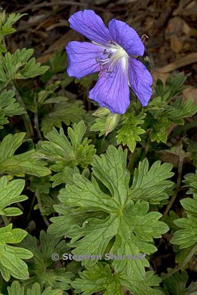 geranium himalayense 2 graphic